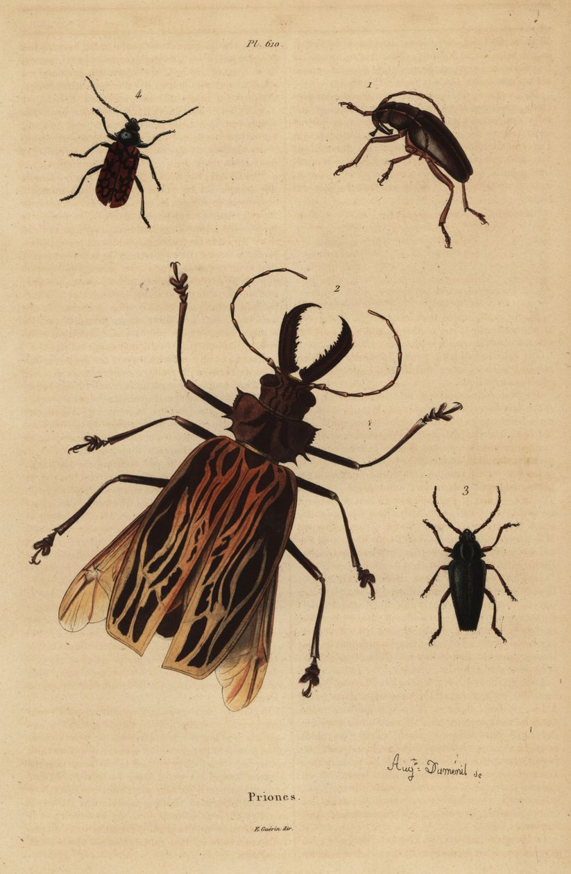 Dorysthenes paradoxus 1、Macrodontia cervicornis, vulnerable 2、Elateropsis lineatus 3、Prionus versicolor 4。 作： 不明