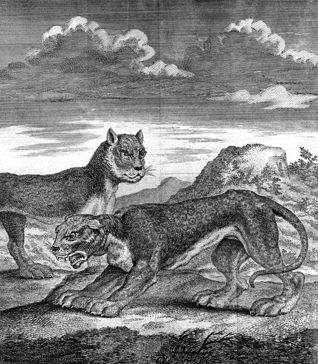 東インドのヒョウ、1750 作： 不明