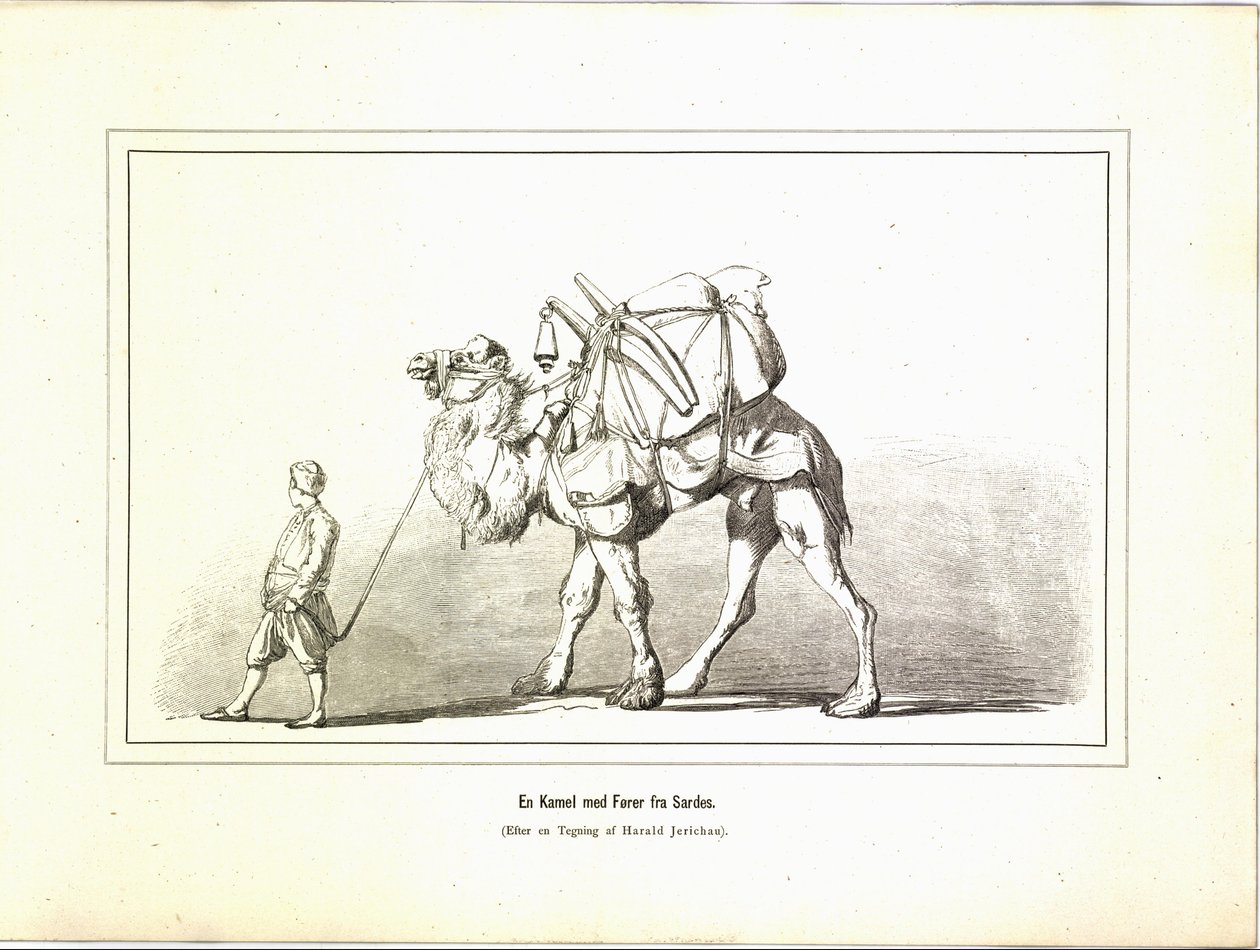 サルディスのドライバー付きラクダ。イラストは、Jerichau-Baumann, Elisabeth著、Forlagsbureauet発行のBrogede rejsebilleder（1881年、コペンハーゲン）より引用。 作： 不明