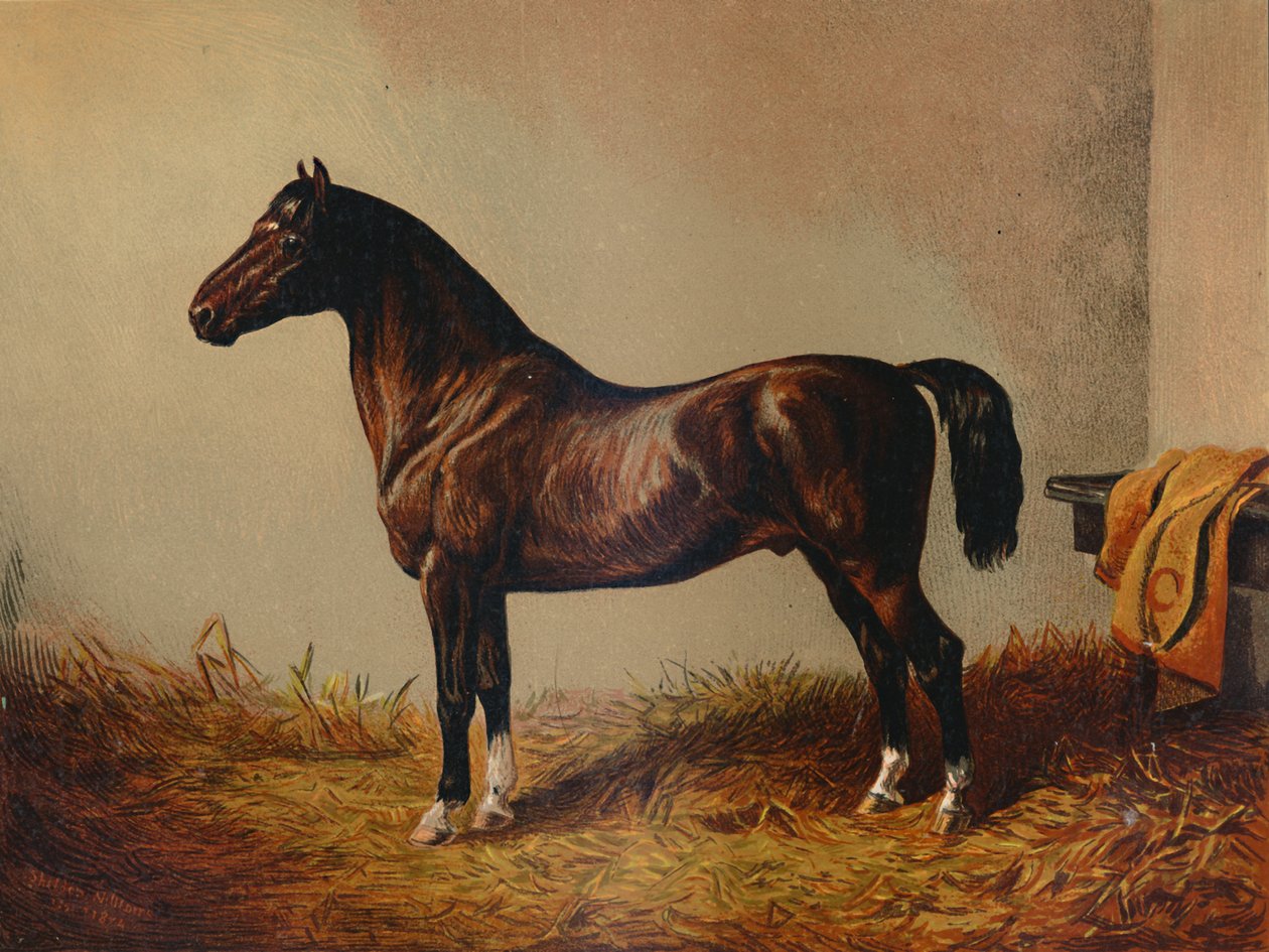 ポニーハックドンカルロス全体、c1897。 作： 不明