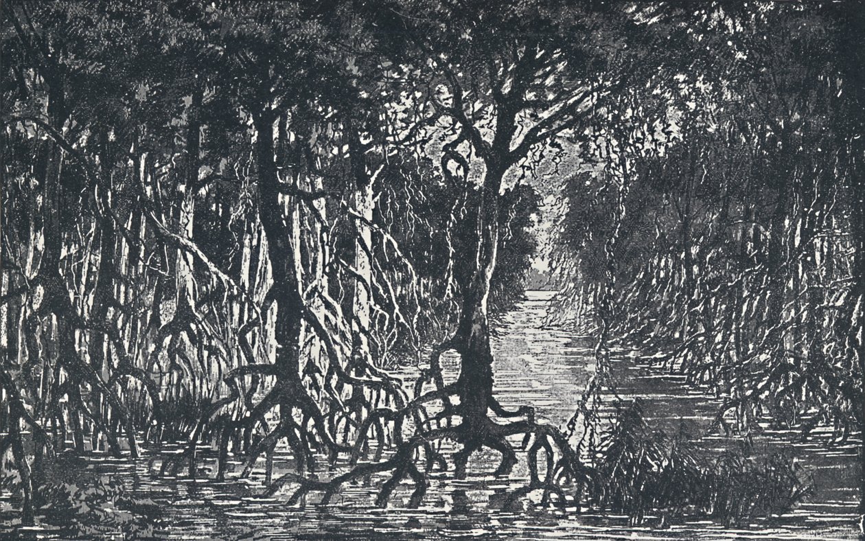 赤道アフリカの森、1924 作： 不明