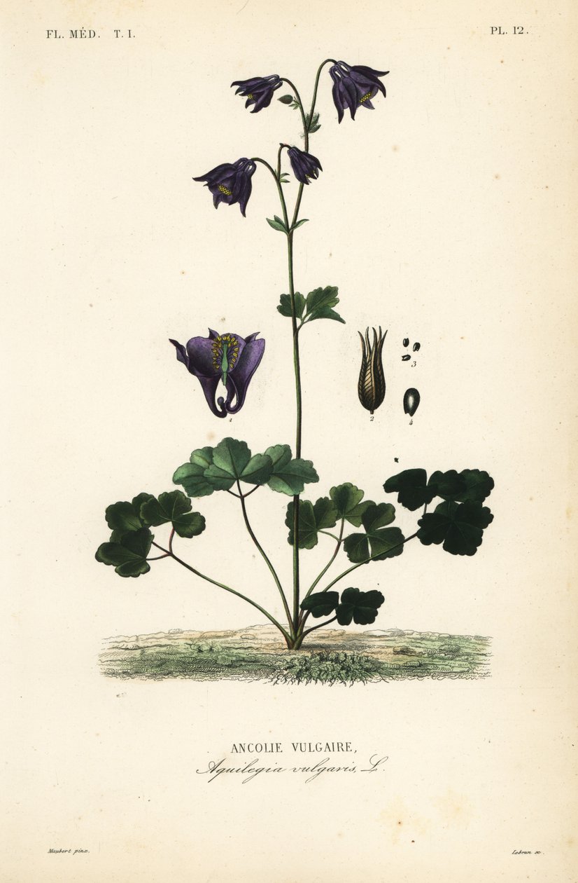 European columbine, Aquilegia vulgaris, Ancolie vulgaire 作： 不明