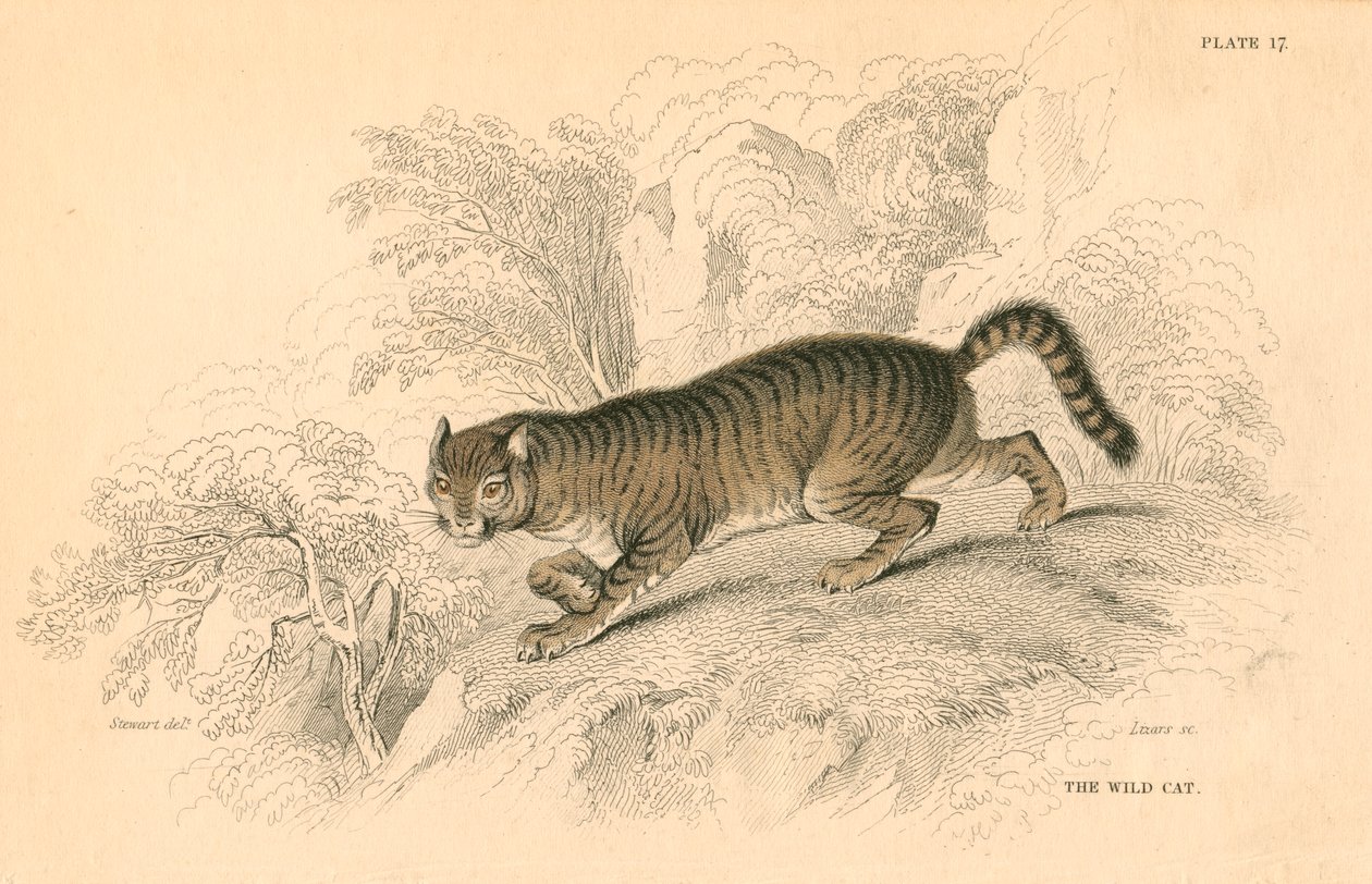 ヨーロッパの野生の猫フェリス、1828 作： 不明