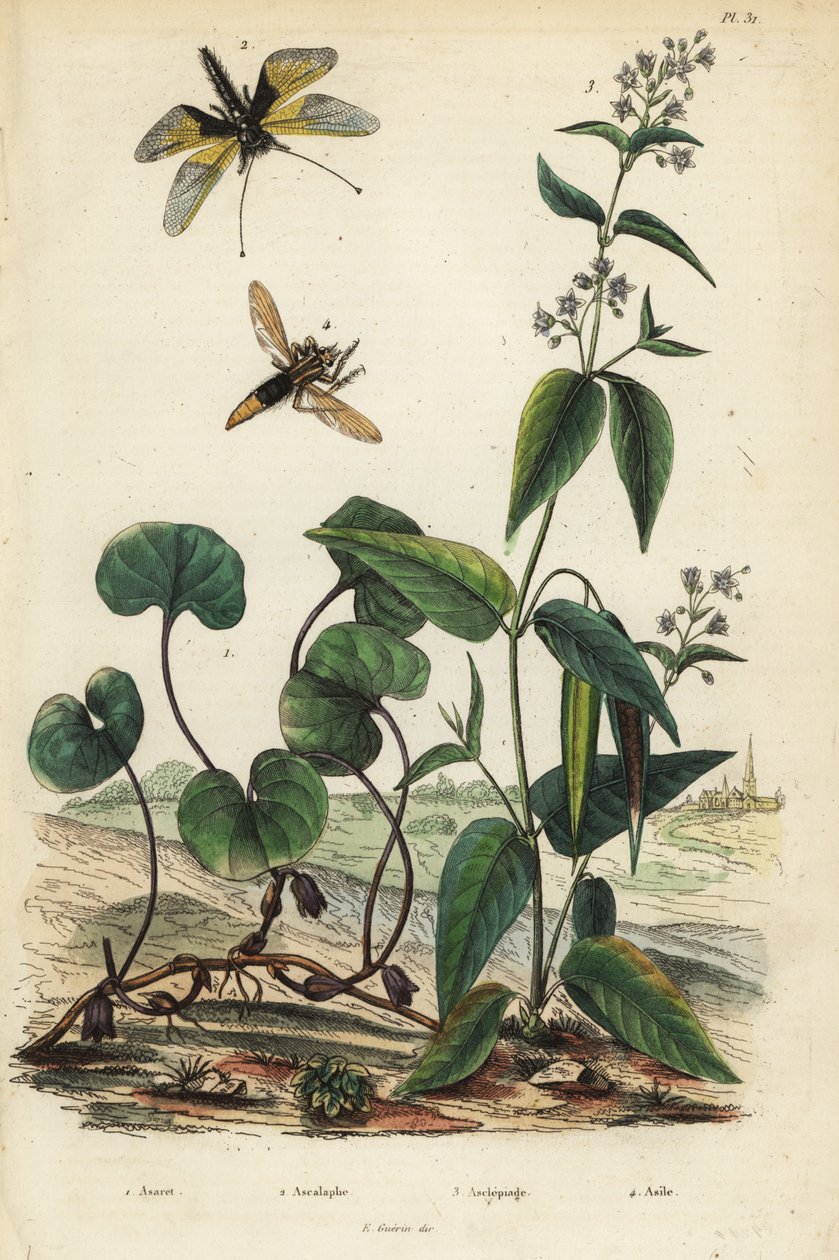 ヨーロピアンワイルドジンジャー、Asarum europaeum 1、Libelloides longicornis、Ascalaphus longicornis 2、ミルクウィード、Asklepias syriaca 3、スズメバチノコギリソウ、Asilus crabroniformis 4。 Asaret、Ascalaphe、Asclepierade、Asile 作： 不明