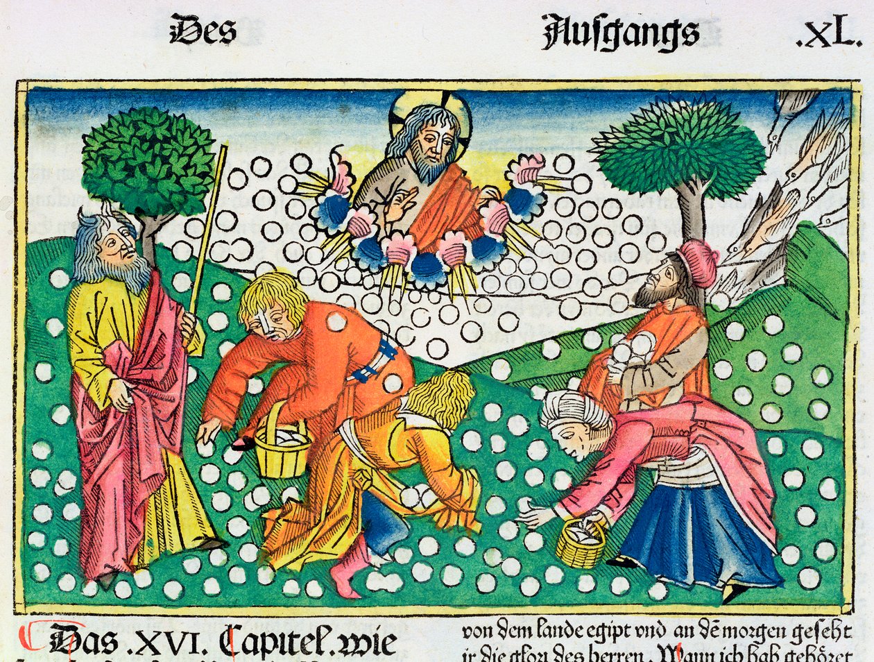 出エジプト記 16:13-22: 神はウズラとマナをイスラエル人に与える 作： 不明