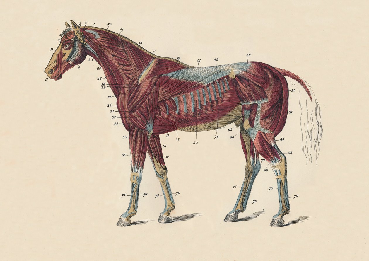 馬の体の外筋と腱、c1879。 作： 不明
