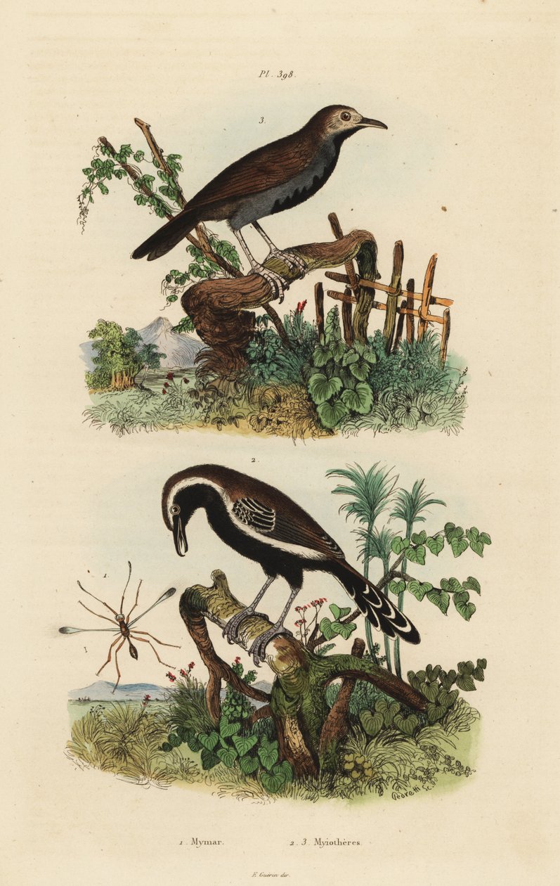 フェアリーフライ、Mymar pulchellum 1、ミナミハジロアリクイ、Formicivora grisea 2、クロツラアリクイ、Myrmophylax atrothorax melanura 3 作： 不明