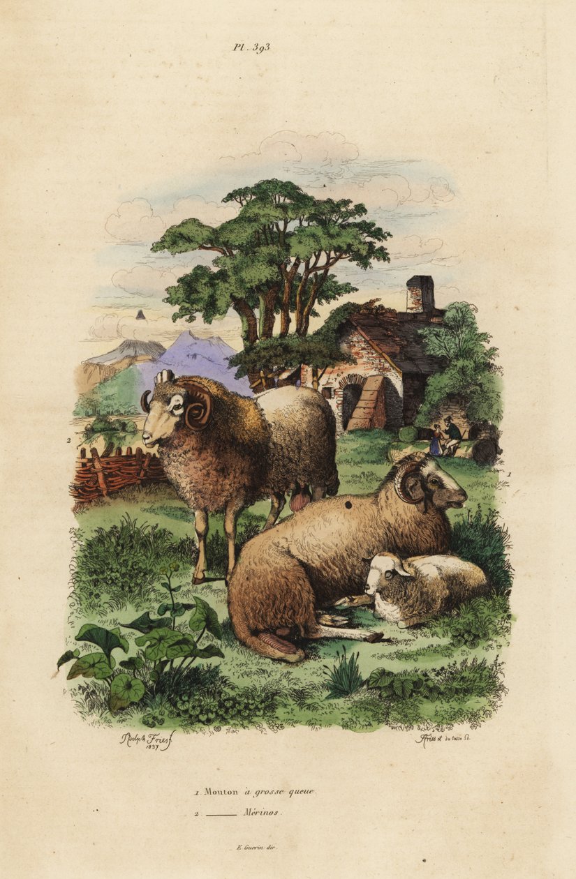 ファットテールシープ（Ovis aries 1）とメリノシープ（Ovis aries 2）。 作： 不明