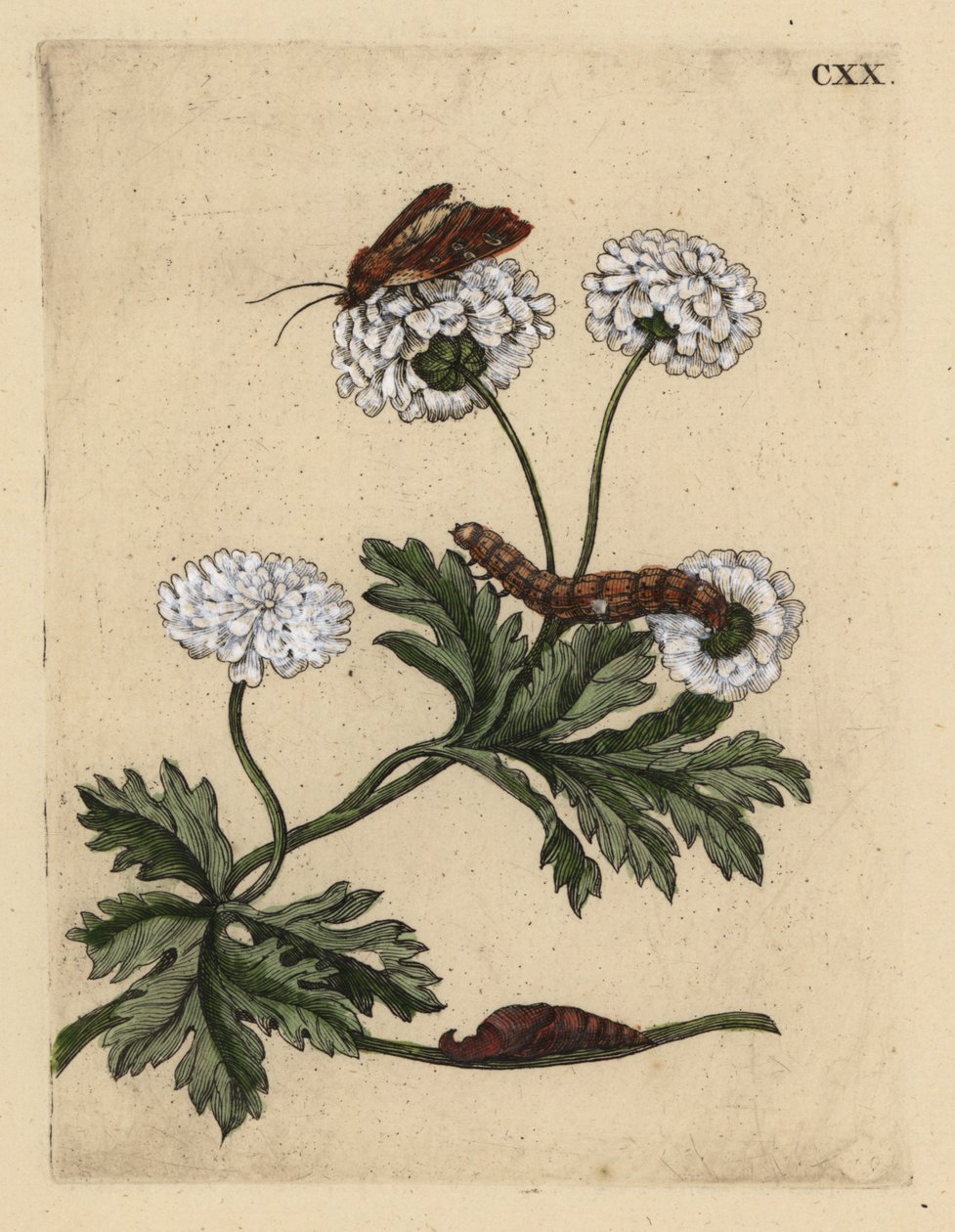 ナツシロギク、Tanacetum parthenium、蛾、芋虫、サナギと一緒に、CXX 作： 不明