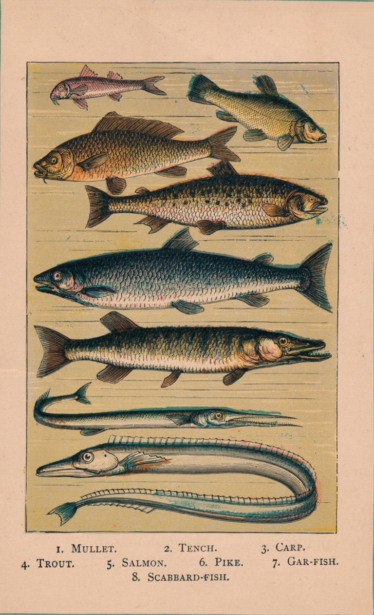 魚、1907、1907 作： 不明
