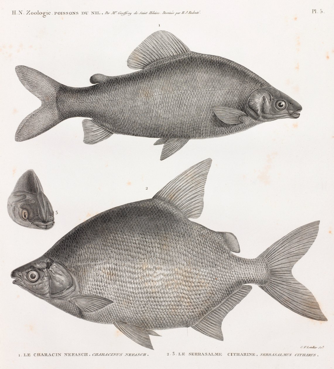 フィッシュ。Le Characin Nefasch & Le Serrasalme Citharine 作： 不明