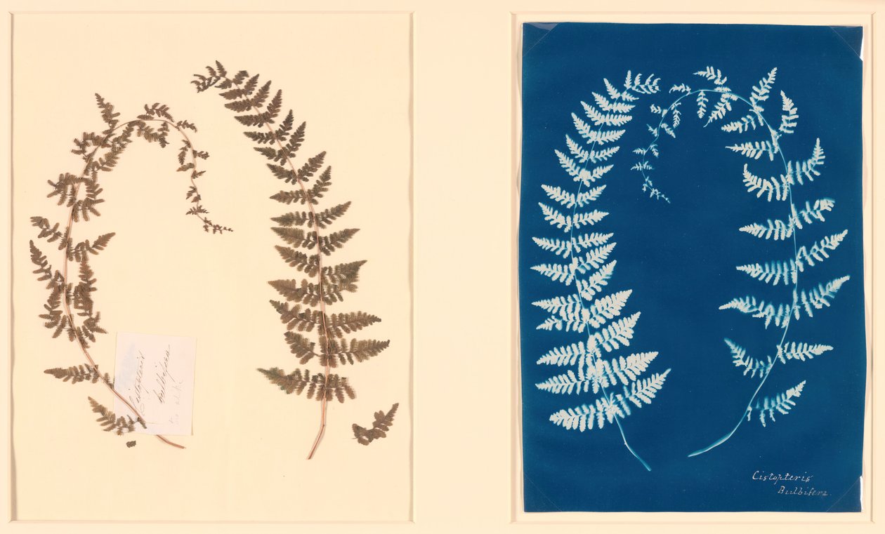 ハットン・ファーン・アルバムより、c. 1850年。 作： 不明