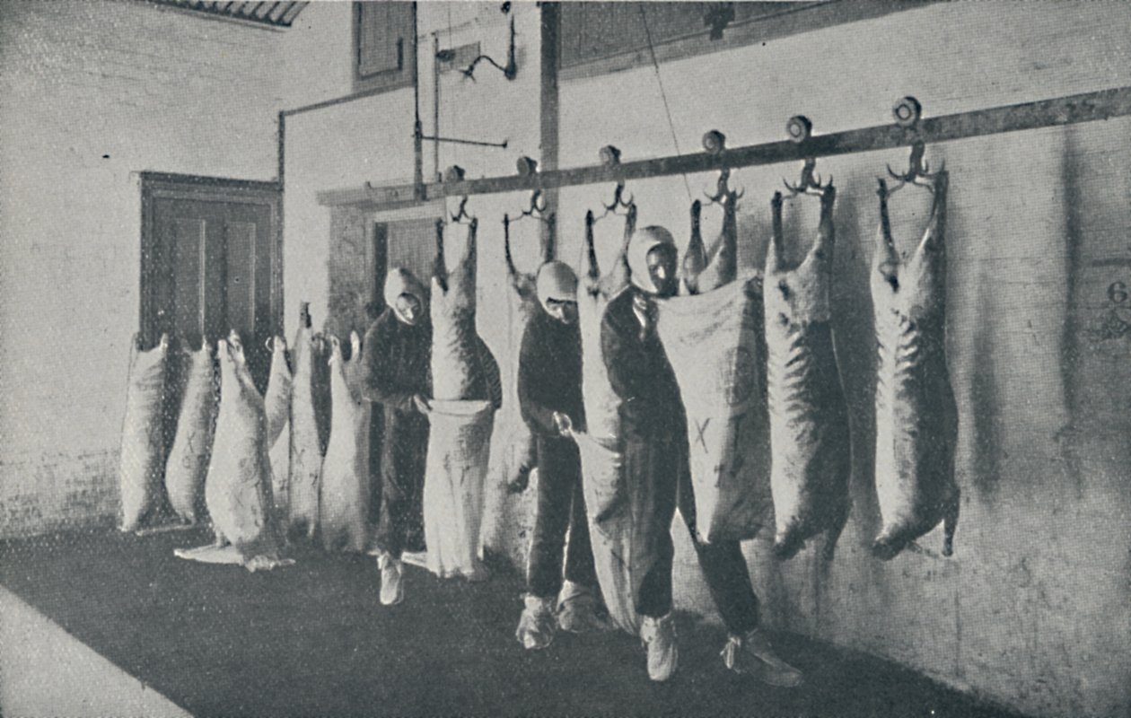 冷凍肉、1910 作： 不明