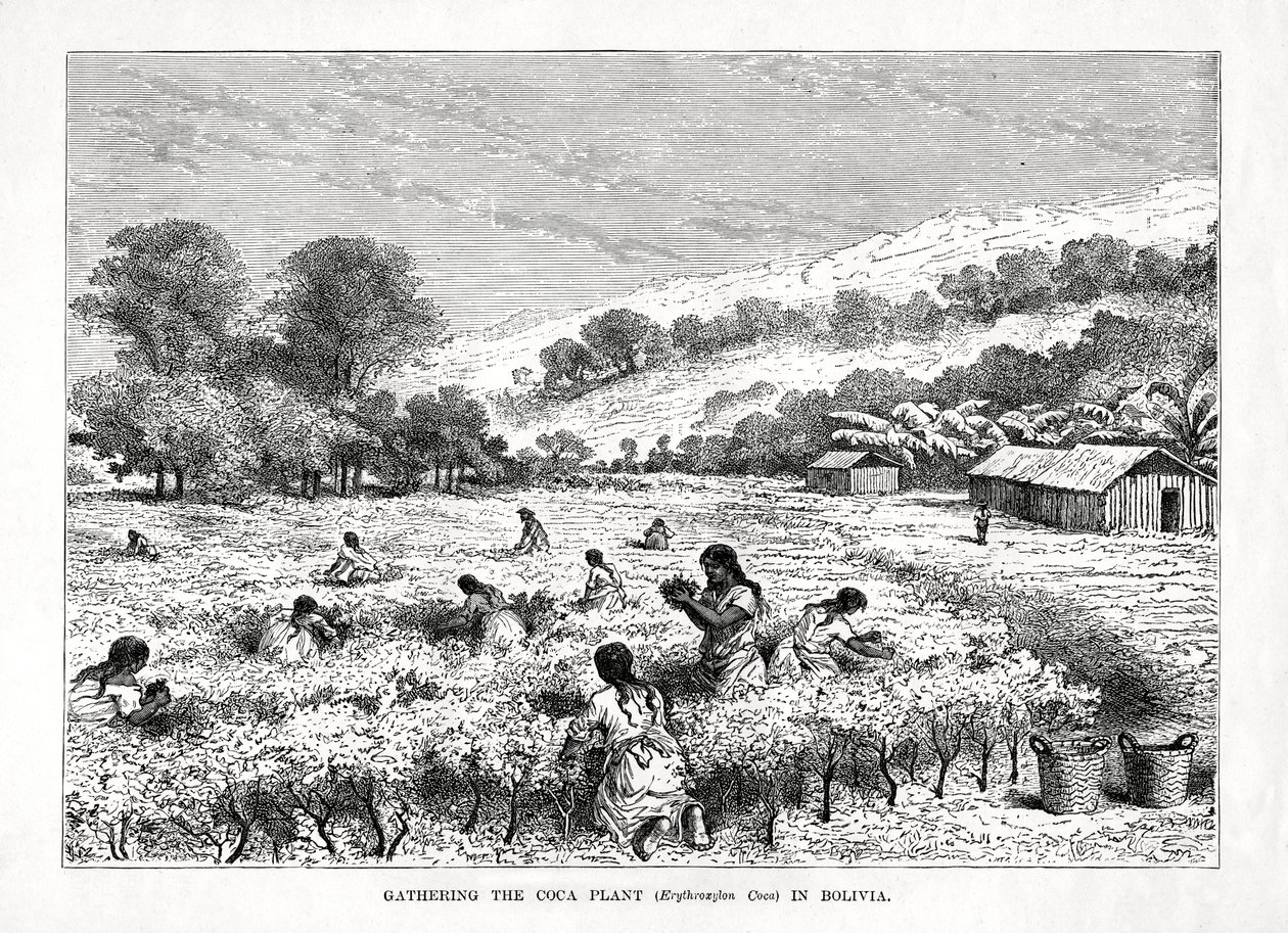 1877年、ボリビアでコカ植物Erythroxylum cocaを収集 作： 不明