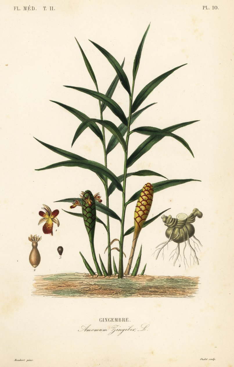 ショウガまたはショウガ根、Zingiber officinale、Amomum zingiber、Gingembre 作： 不明