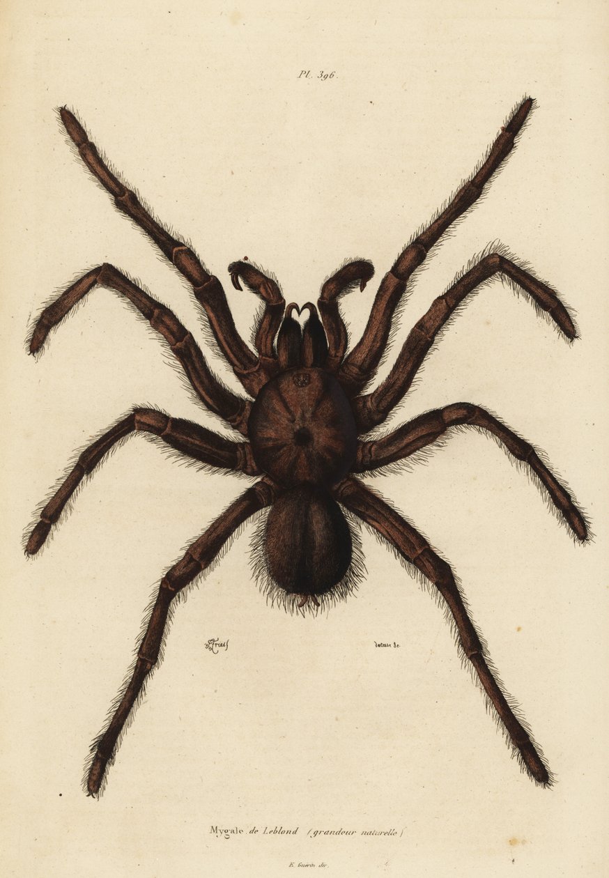 ゴライアス バーディエイト スパイダー、Theraphosa blondi 作： 不明