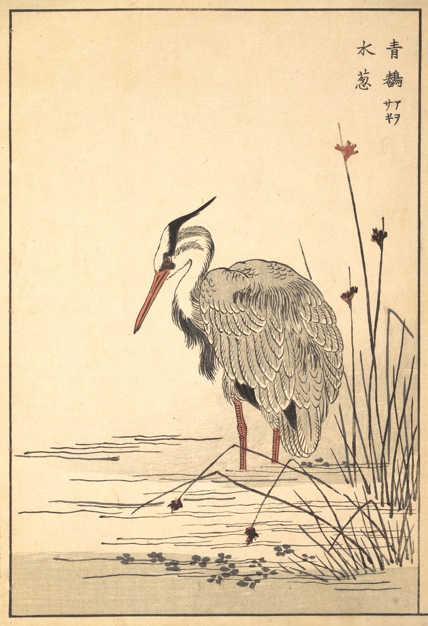 アオサギ青鷺と水葵植物、1857年。