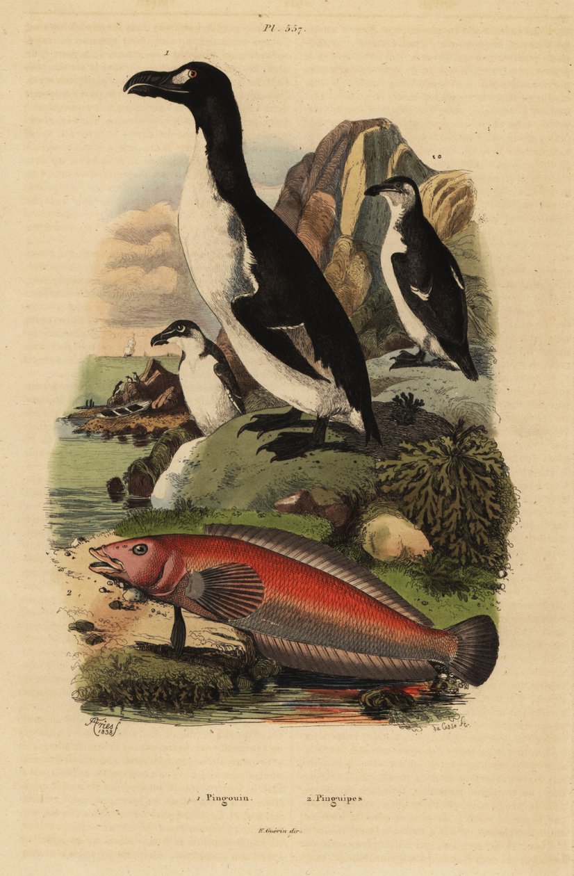 絶滅したオオウミガラス（Pinguinus impennis 1）とブラジルのシギ・チョウ（Pinguipes brasilianus 2）。 作： 不明
