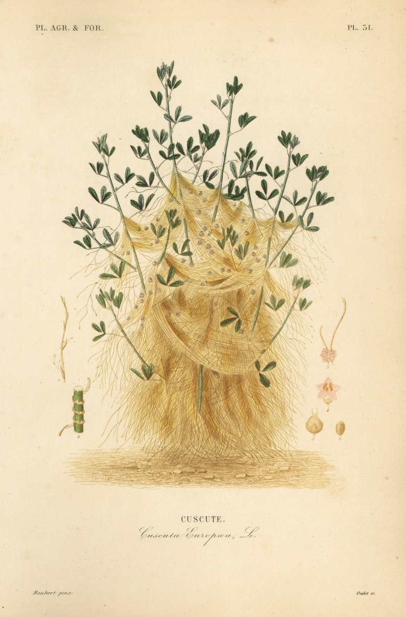 Greater dodder or European dodder, Cuscuta europaea, cuscute 作： 不明