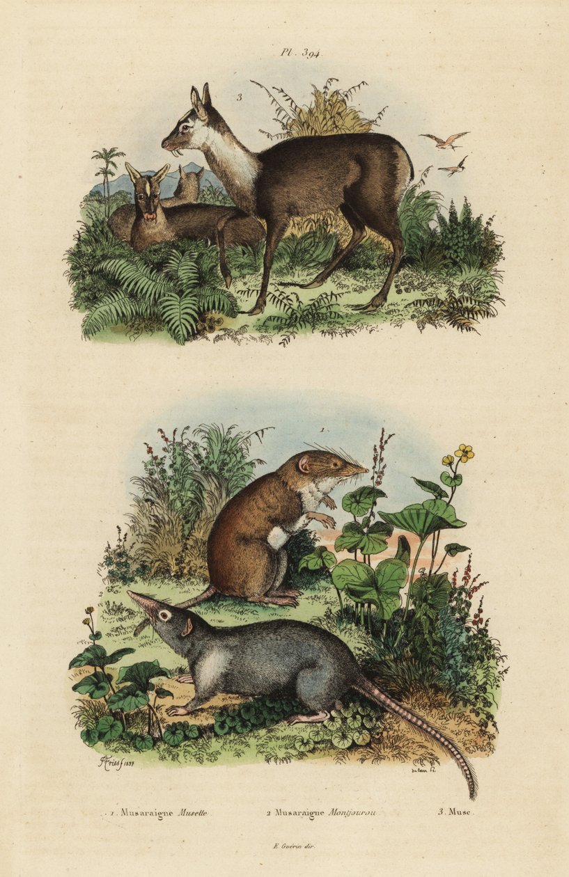 オオジネズミ（Crocidura russula）1、ハイイロジャコウネズミ（Suncus murinus）2、ダスキージャコウジカ（Moschus fuscus）、絶滅危惧種3 作： 不明