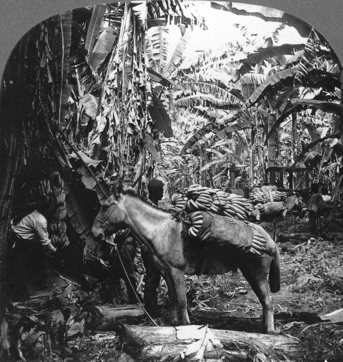 コスタリカ、1909年にバナナを収穫 作： 不明