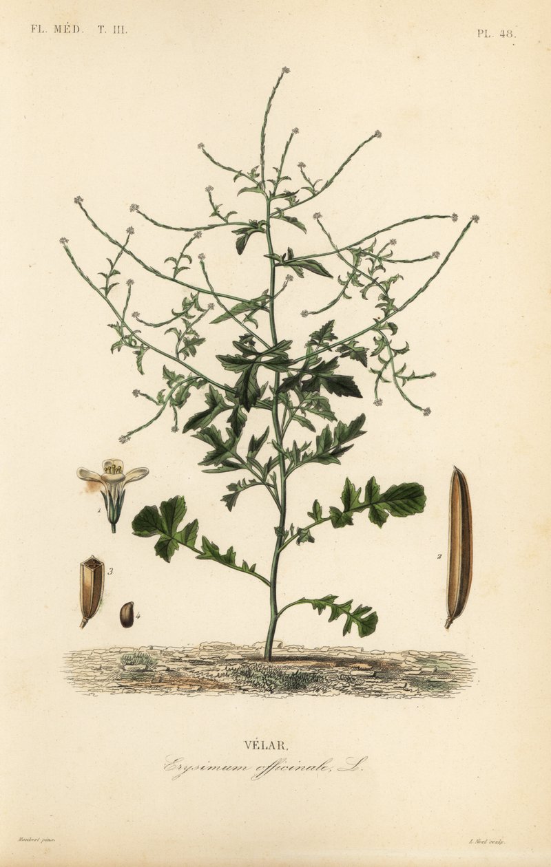 ヘッジマスタード、Sisymbrium officinale、Erysimum officinale、Velar 作： 不明