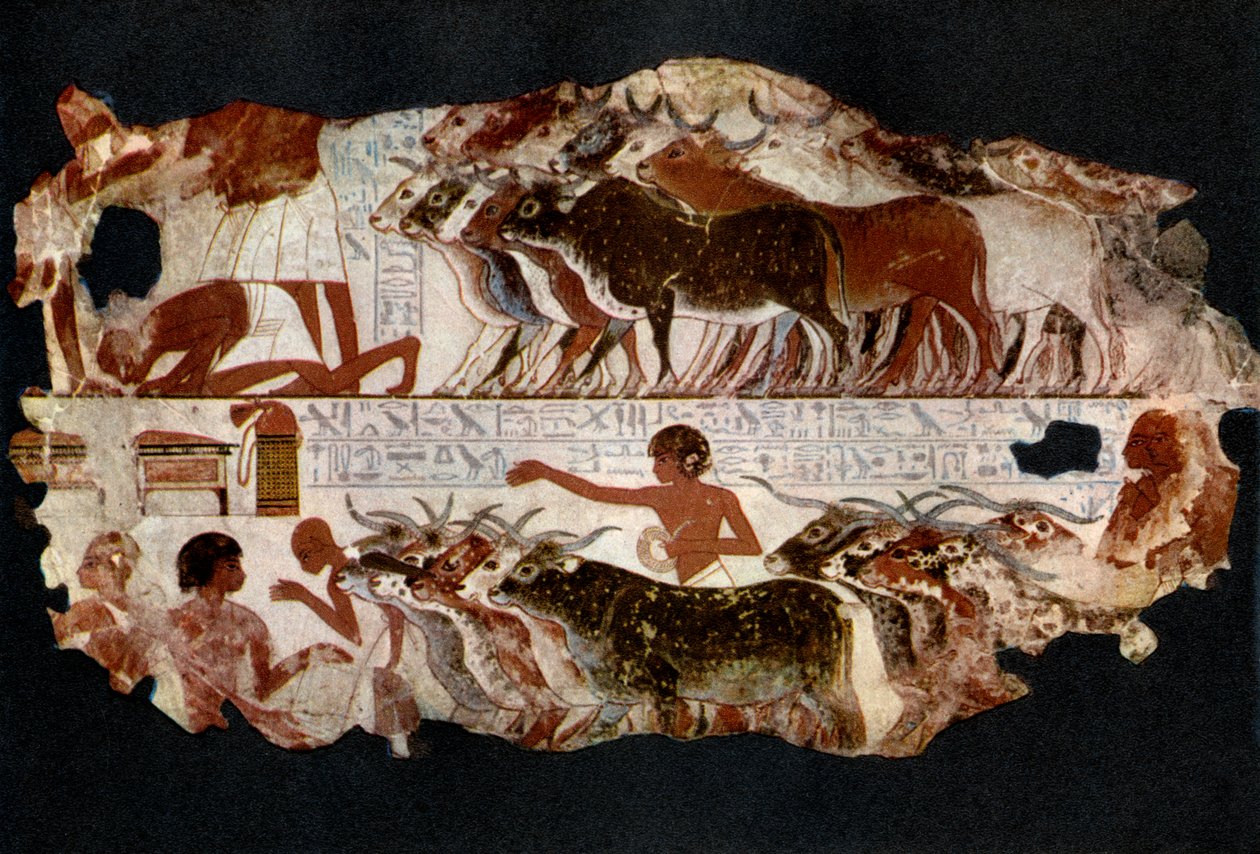 第18王朝、エジプト、c1400 BC 1936年の時代の牛の群れ 作： 不明