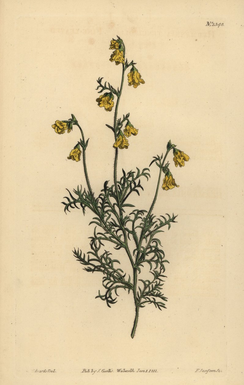 Hermannia confusa (Hermannia tenuifolia, Fine-leaved hermannia) 作： 不明