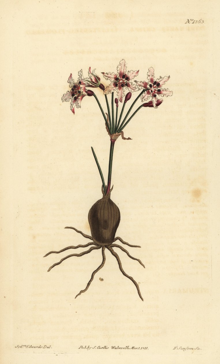 Hessea cinnamomea (Glittering flowered strumaria, Strumaria crispa) 作： 不明