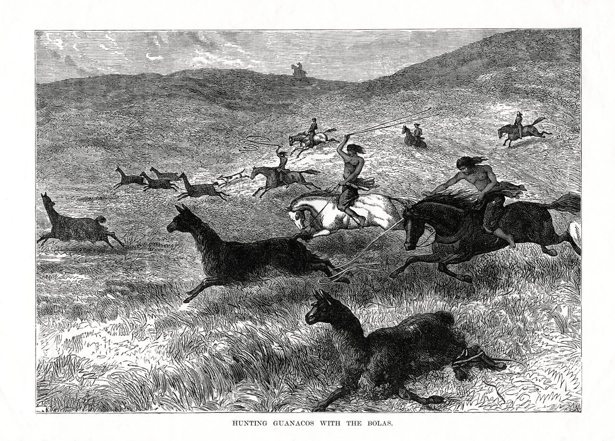 1877年、南米ボーラスでグアナコスを狩猟 作： 不明