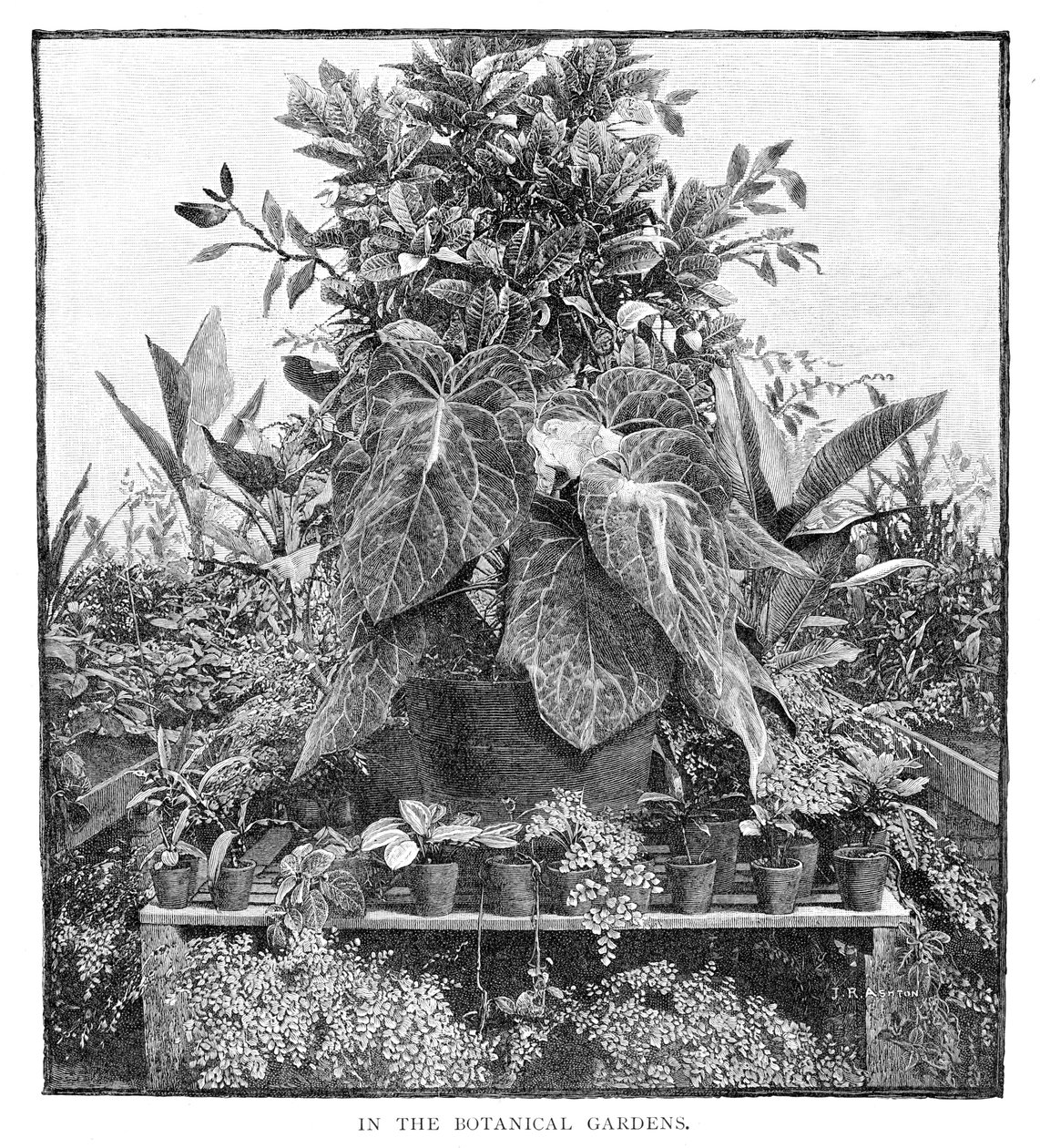 植物園で、1886 作： 不明