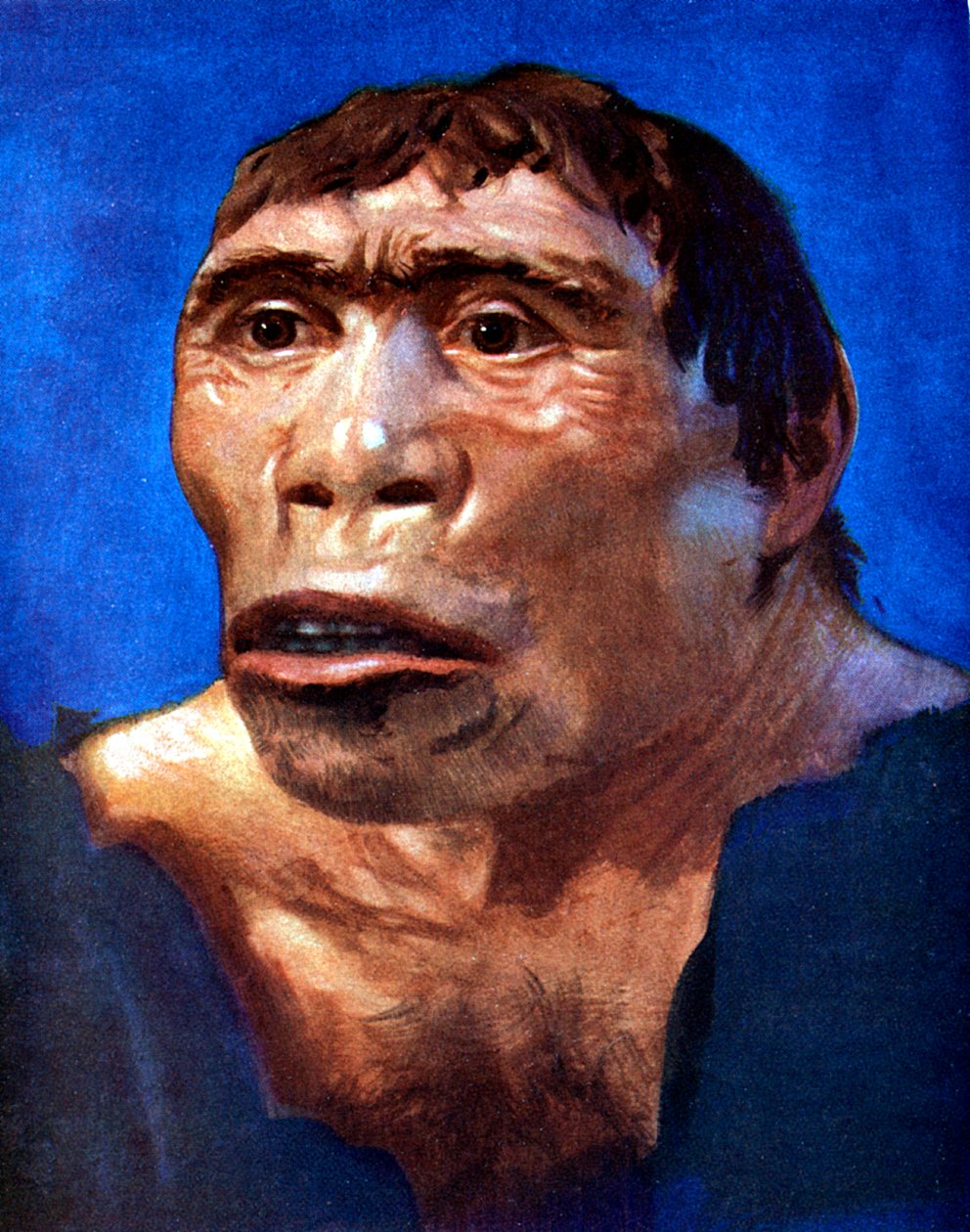 ジャワマンPithecanthropus erectus 作： 不明