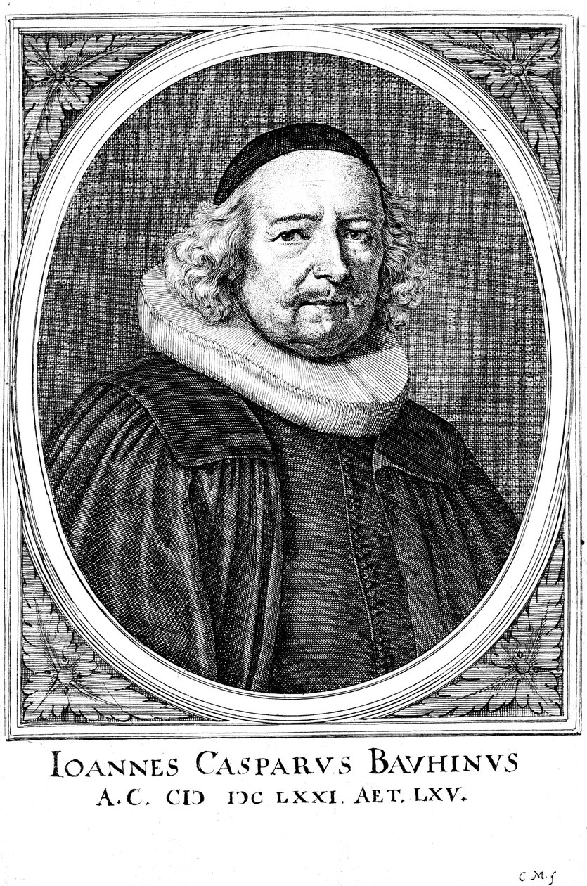 Jean Caspar Bauhin 1606-1659、スイスの医師兼植物学者 作： 不明