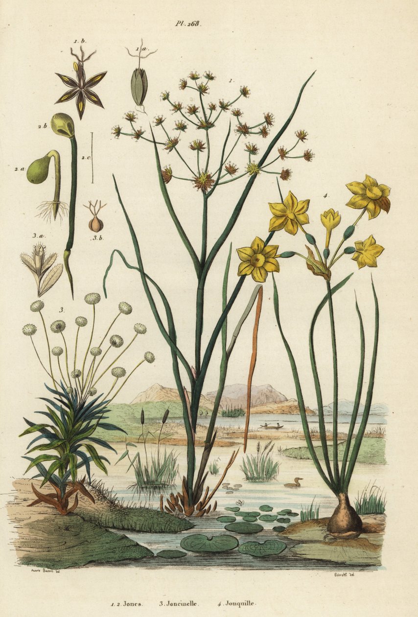 Jointed rush, Juncus articulatus 1, toad rush, Juncus bufonius 2, pipewort, Paepalanthus dendroides 3, and rush daffodil, Narcissus jonquilla 4.ジョーンズ、ジョンシネル、ジョンキール 作： 不明