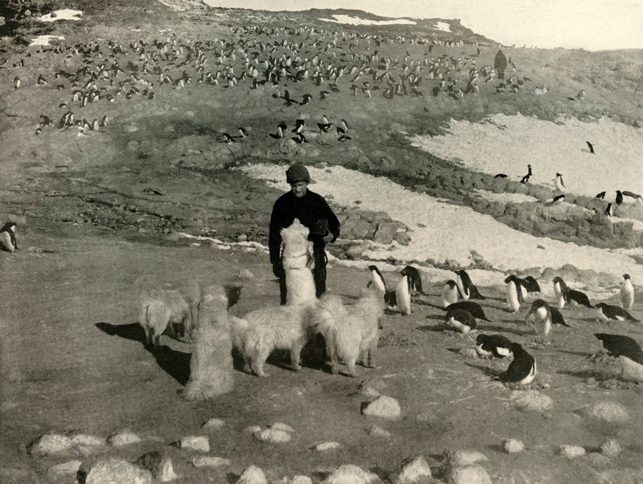 ペンギンの繁殖地におけるジョイスと犬、c1908、1909。 作： 不明