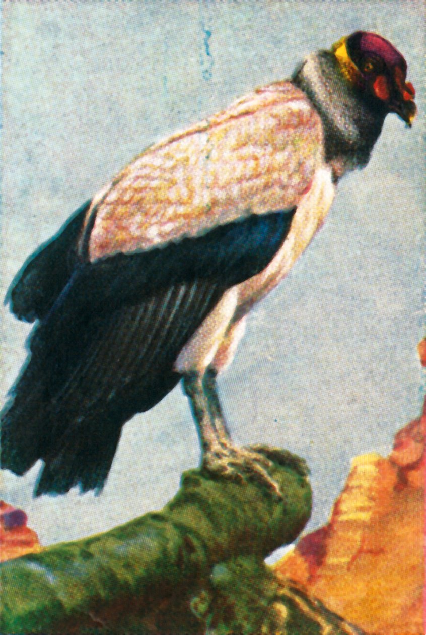 キングハゲワシ、c1928。 作： 不明
