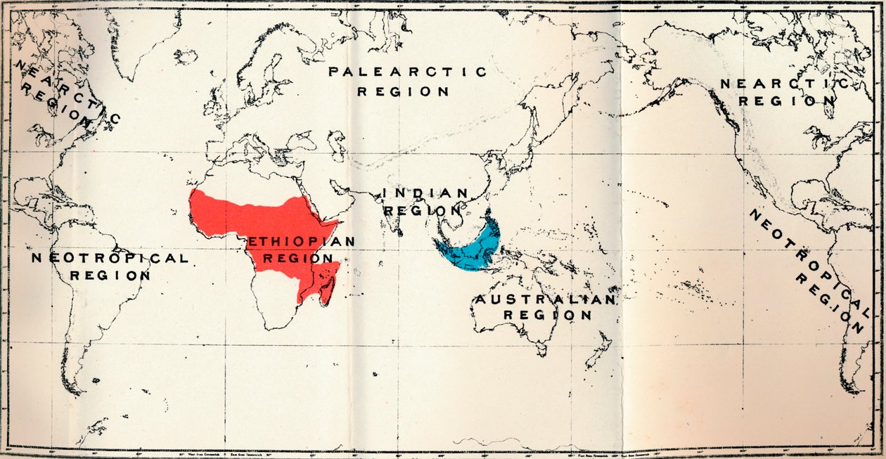 レムロイディア-II。 Tarsiidae BlueとGalaginae Redの分布を示す地図、1897 作： 不明