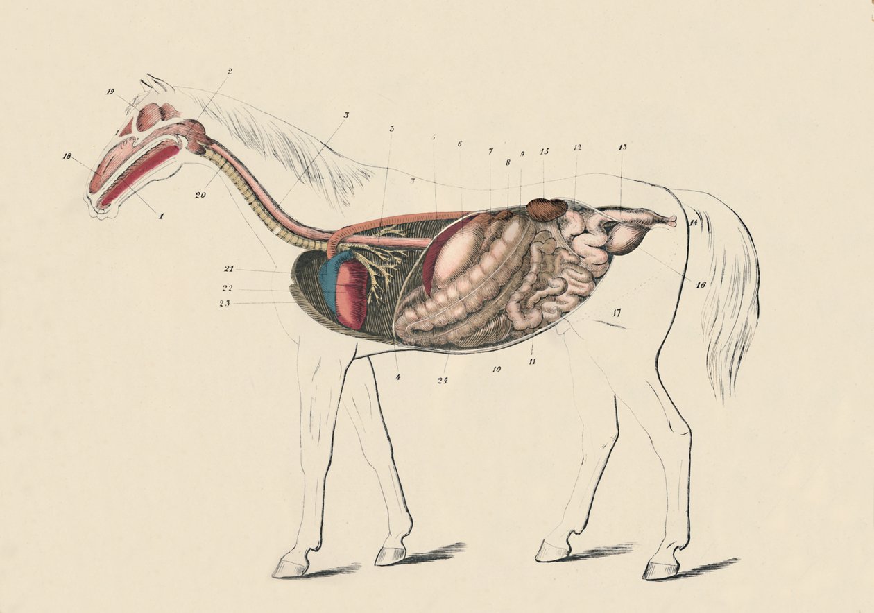 馬の縦断図、c1879。 作： 不明