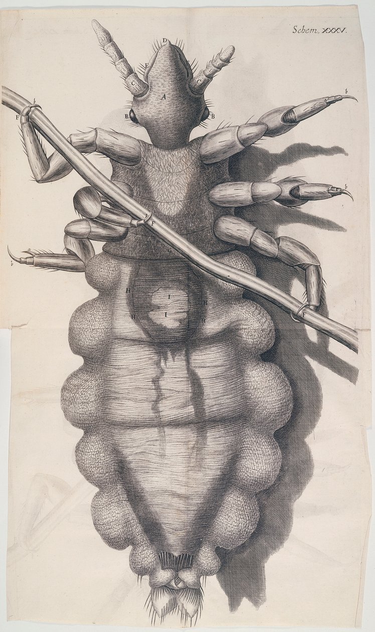 Hookes Micrographia、1665年にシラミが人間の髪の毛にしがみついています。 作： 不明