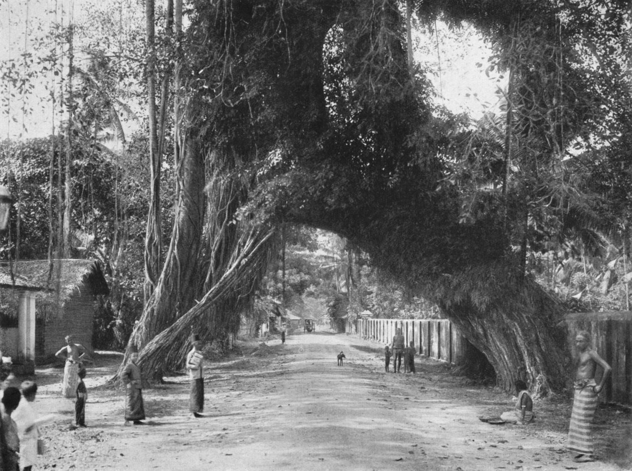 絵のような古いイチジクの木フィカスインディカカルタラ、1926年の近くの道Clombo-Galle 作： 不明