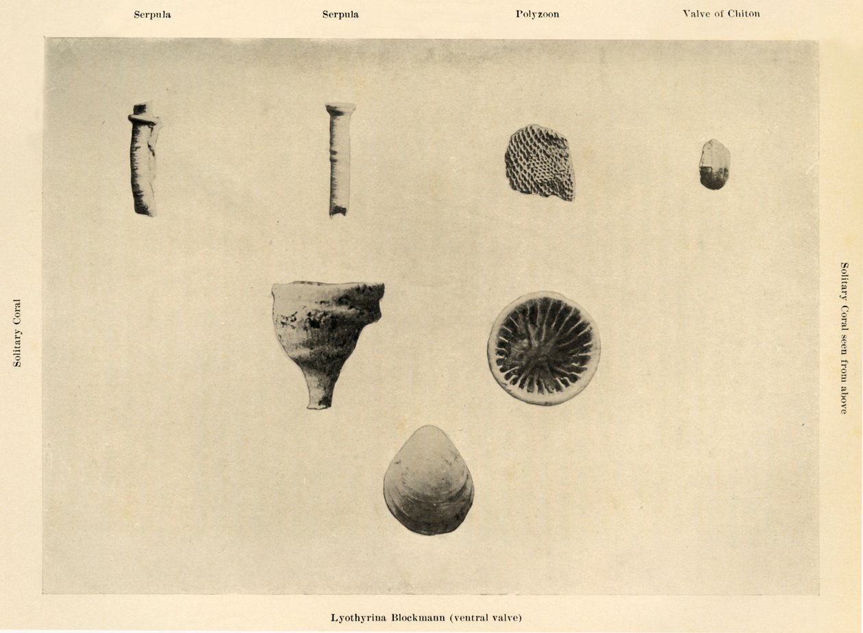 海洋生物、倍率1 12、c1908、1909。 作： 不明