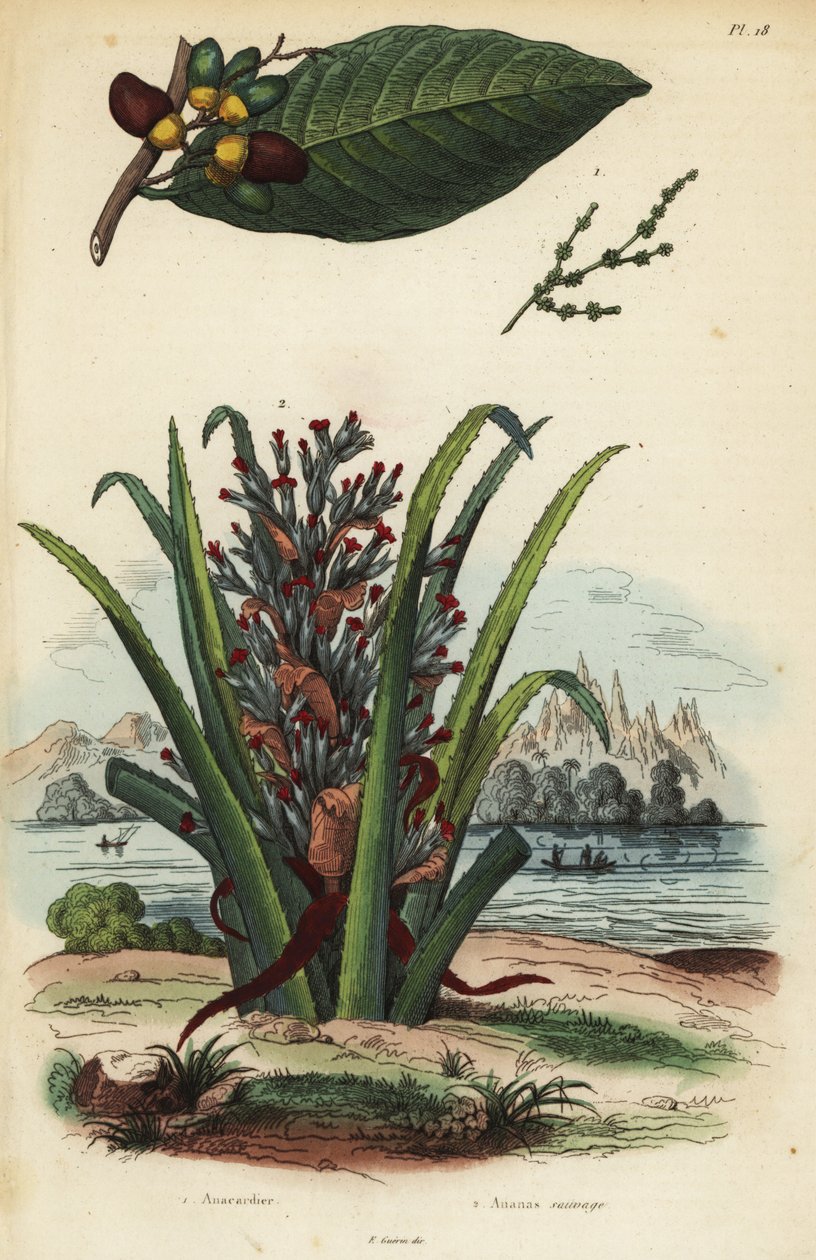 マーキングナッツのSemecarpus anacardium 1とペンギンまたはピヌエラの果実のBromelia pinguin 2 作： 不明