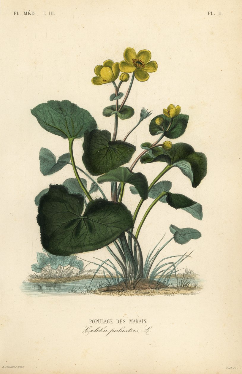マーシュマリーゴールド（キングカップ）、Caltha palustris、Populage des marais 作： 不明