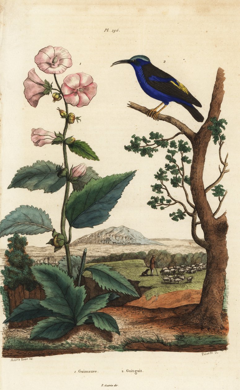 マシュマロ（Althaea officinalis）1、ムラサキスイカズラ（Cyanerpes caeruleus）2 作： 不明