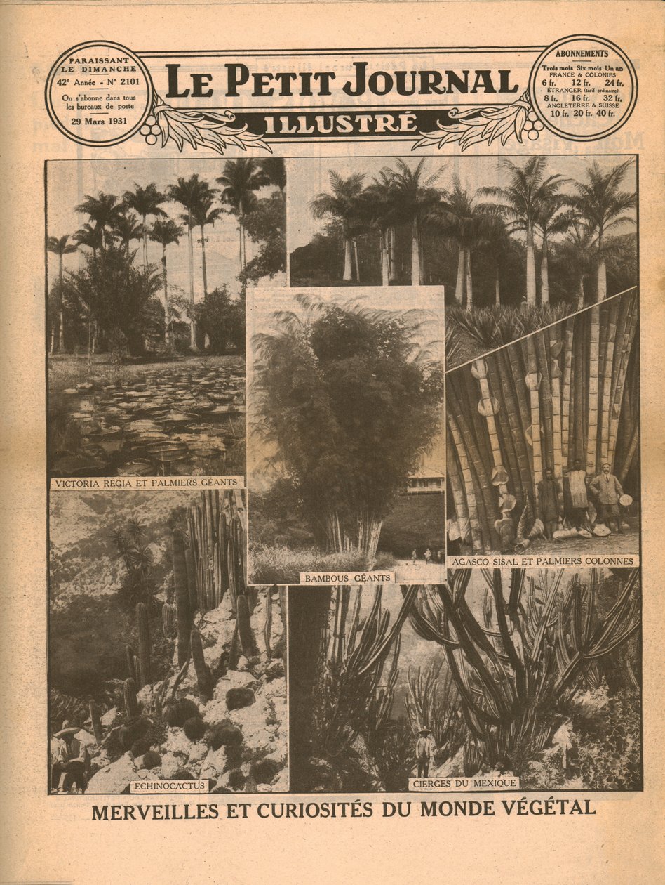 植物世界の驚異と好奇心、1931年。 作： 不明