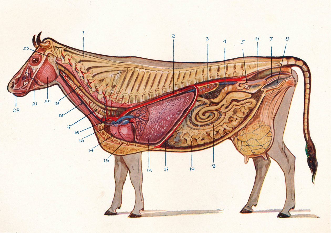 循環および呼吸などの器官を示す牛の中央部、c1905 c1910 作： 不明