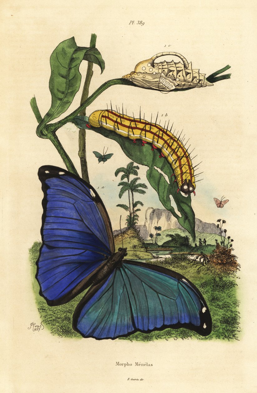 メネラウス・ブルー・モルフォ・バタフライ, Morpho menelaus, caterpillar and pupa 作： 不明