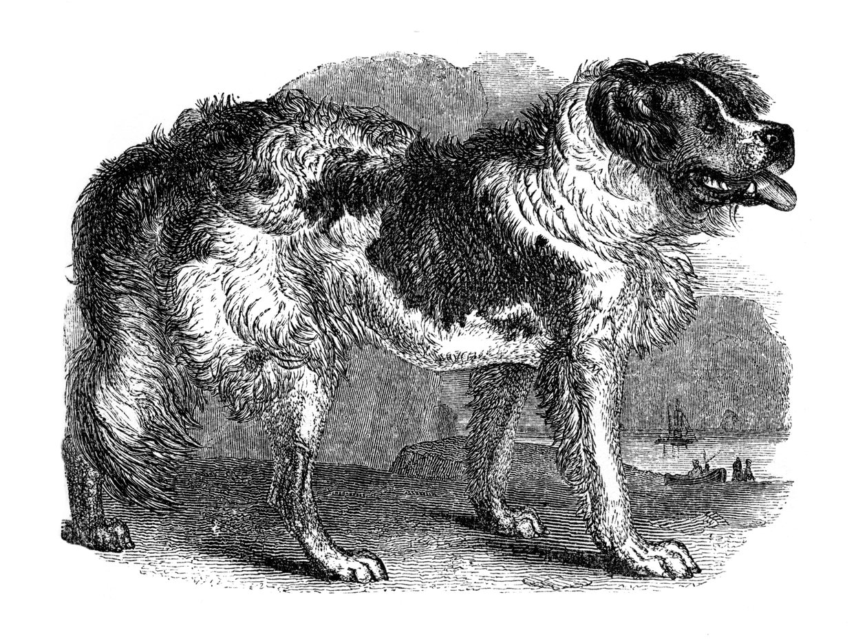 ニューファンドランド犬、1848年 作： 不明
