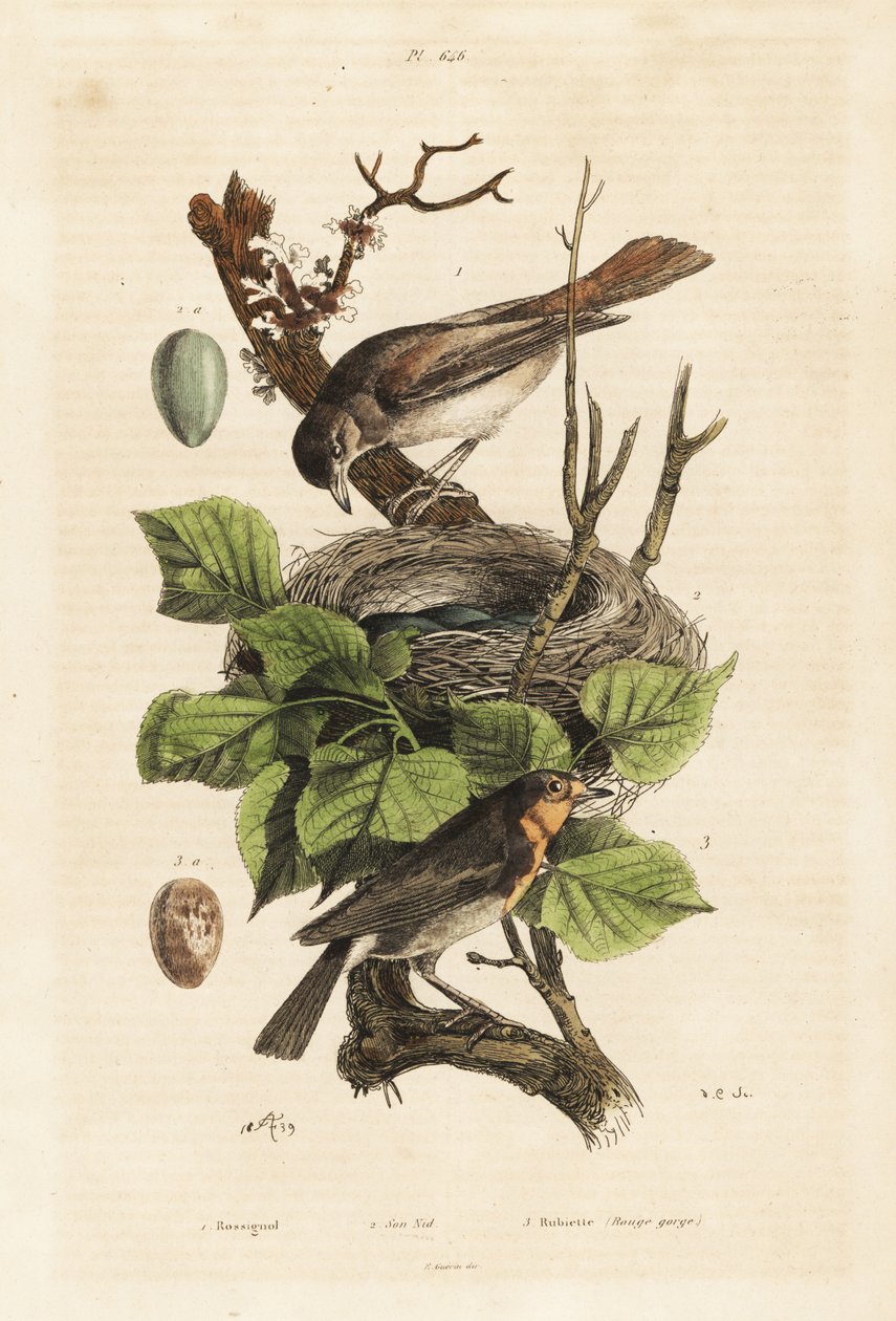 ナイチンゲールの巣と卵（Luscinia megarhynchos）、ヨーロッパコマドリの卵（Erithacus rubecula）。 作： 不明