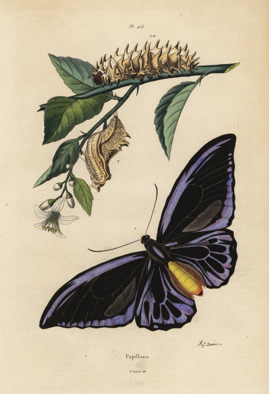 ノーザンバードウィング（Ornithoptera priamus urvillianus 1）、コモンバードウィング（Troides helena）のサナギと幼虫 作： 不明
